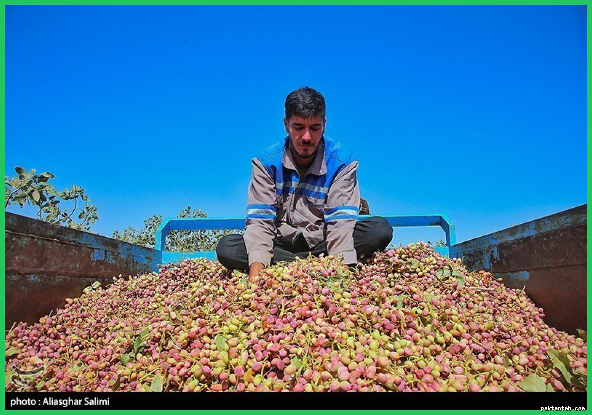 رشد ۸۰ درصدی صادرات پسته ایران در سال ۲۰۲۴ گزارش شد